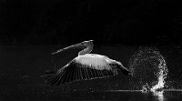 195 - PELICAN TAKE OFF - K P MARTIN - india